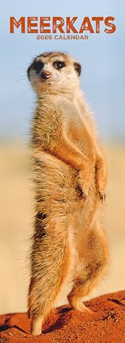 Meerkats Slim 2026 Calendar | Slimline Wall Calendar | Animal Gift | Plastic Free Packaging | by Avonside Publishing