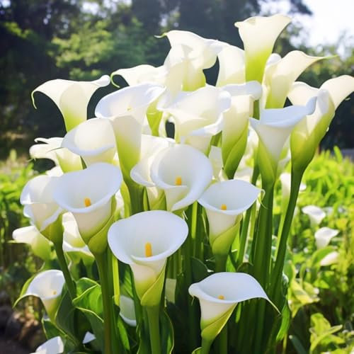 Bulbos de cala, cala blanca: resistente, perenne y fácil de cultivar. Regalos para los amantes del jardín.-B-10 bulbos