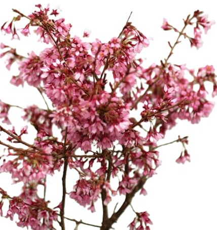 Ciliegia decorativa Prunus Okame 60-80 cm resistente all'inverno