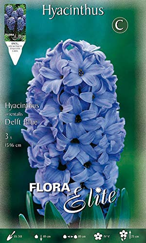 GIACINTO DELFT'S BLAUW CONFEZIONE DA 3 BULBI AUTUNNALI BULBS