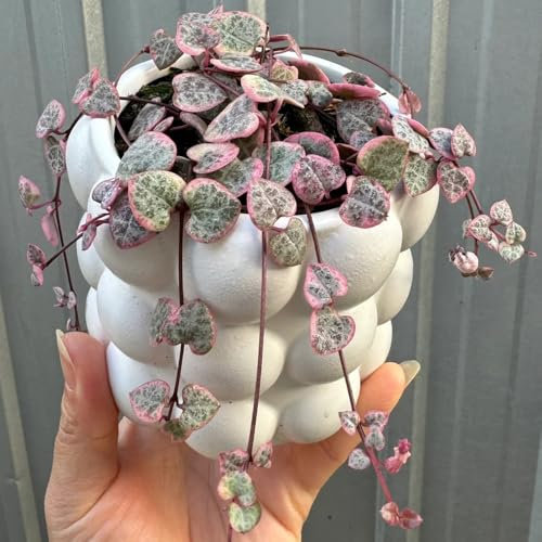 leuchterblume ceropegia woodii samen pflanzen wand, balkon deko wohnzimmer leuchterblume kaufen luftreinigende zimmerpflanzen sukkulenten echte pflanzen gartendeko für draußen 15pcs