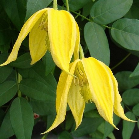 Clemátide Tangutica – Maceta de 1.5 litro (Planta trepadora - Clematis - Planta adulta) - Resistente a las heladas: excelente
