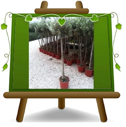 EURO PLANTS VIVAI Olivier forme en boule plante fruitière hauteur hors pot 70~90 cm – Âge 4 ans