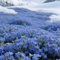 Blau Kriech-Thymian Samen – Mehrjährige, Winterharte Bodendecker-Pflanze, Thymus Serpyllum Blumensamen für Garten, Balkon und Landschaftsgestaltung (1000 Blau)