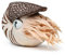 PuffPurrs Simulations-Nautilus Plüschtier - Lebensechter Kammeredelstein Nautilus Stofftier, weiches Meerestier-Spielzeug, Geschenke für Kinder, 8 Zoll