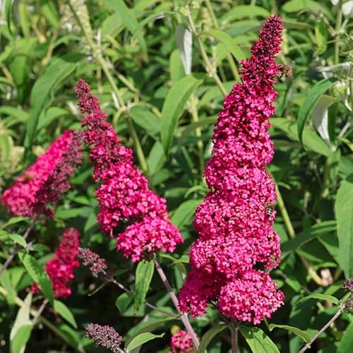 Dark Pink Butterfly Bush, Butterfly Bush Live Plant, Outdoor Garden, 4 to 8 Inch Tall, Fragrant Buddleia Flowers