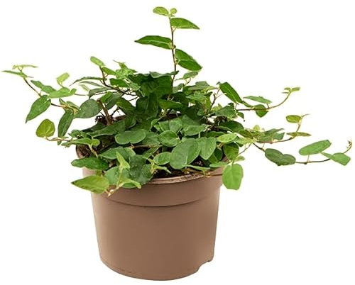 Ficus Pumila Planta Natural de Interior - Enredadera Fácil de Cuidar