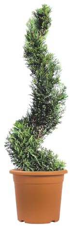 KENTIS - Cyprès Spiralé de Leyland - Cupressocyparis Leylandii - Plantes d'Extérieur Persistantes - Balcon de Jardin - H 140/160 cm Ø 30 cm