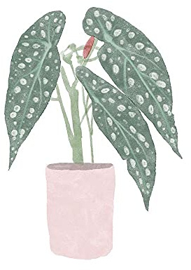 ArtExpert Polka Dot Begonia V by Bannarot - 12x12 Art Print Poster