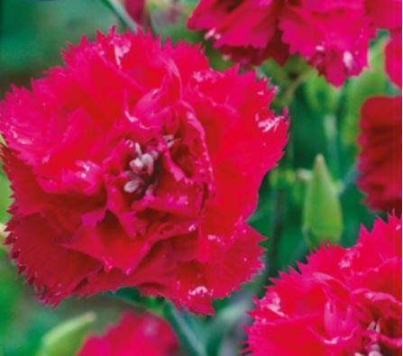 Pcs - 25x Girofle Magenta – Dianthus Chabaud Graines KS613 - Seeds & Plants Shop by Ipsa