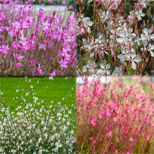 Magníficas semillas de velas - Gaura lindheimeri - perennes resistentes, exterior 350pcs