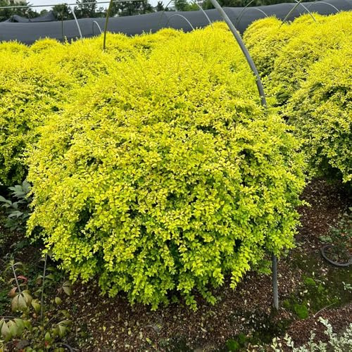 Semillas de seto de aligustre, de exterior resistentes Ligustro lucidum - Decoración de jardín para exteriores de balcón en resistentes 200pcs