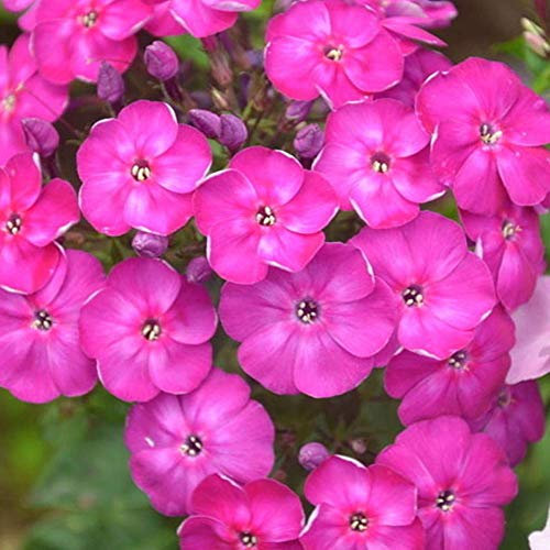 Phlox Seeds 30+ (Drummondii Hook） Graines de fleurs pour la maison/jardin/extérieur/cour/plantation de ferme