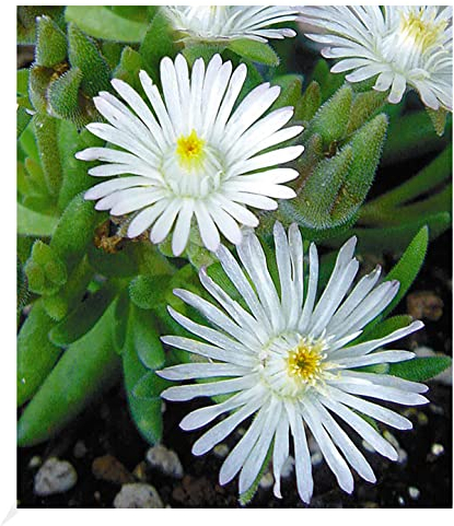 BALDUR Garten Winterharte weiße Eisblume White Wonder, 3 Pflanzen, Delosperma congesta Album Steingarten, trockenresistent, blühende winterharte Staude, mehrjährig, bienenfreundlich, blühend
