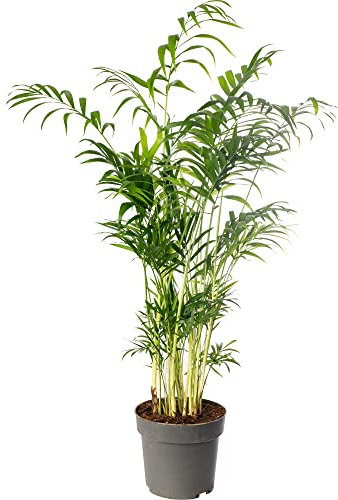 Chamaedorea Elegans Large Indoor House Plant Real Evergreen Tall Parlour Palm Big Exotic Rare Plants (40-50cm (Incl. Pot)
