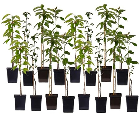 Plant in a Box - Alberi da frutto - Set di 16 - Melo, Ciliegio, Pero e Susino - Altezza 60-70cm - Vaso 9cm - Piante resistenti al freddo per giardino, terrazzo e balcone