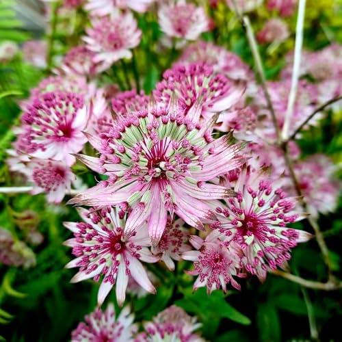 semi di astrantia stella ombrella copertura del terreno, perenne di ombrella stellata di balcone, decorazione del soggiorno balcone, decorazione 15pcs