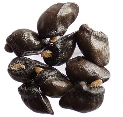 Grande Consoude - 20 graines - Symphytum Officinale (Engrais Vert) - SEM05