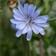 JustSeed - Wild Flower - Chicory - Cichorium intybus - 7500 Seeds - Large Pack