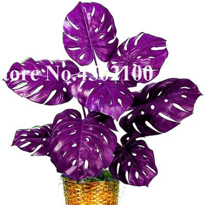 Feuilles de bonsaï de tortue de palmier mélangées, graines de vase de Monstera, graines de bonsaï, Monstera Ceriman, fleur rare mixte vivace