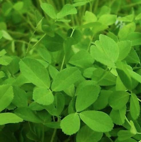 Green Manure - Alfalfa - 3000 Seeds
