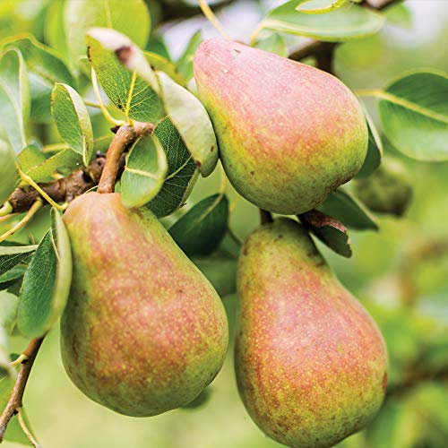 Thompson & Morgan Hardy Pear Fruit Tree ‘Williams Bon Chretien’ Variety, Quince A Rootstock, Bare Root Garden Plant, High Yielding Ideal for Gardens (1 x 12L Potted A. Rootstock)