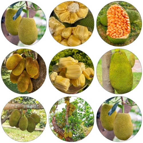 yaca de jardín de rocas yaca sabroso semillas interior exóticas balcón, perennes resistentes balcón camas elevadas resistentes oficina 50pcs