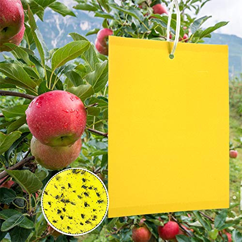 Panngu Pièges à Insectes, 50 Papier Collant Double Face, Jaune Sticky Papiers pour Blanc Feuille de Mouches pour Anti-Insecte Anti Blanc Feuille de Mouches, Mites Jardin Plante Fleur Fruits