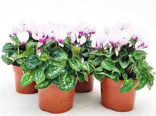 POWERS TO FLOWERS - CICLAMINO PROFUMATO ODORA, 4 PIANTE, VASO 12CM Diametro, piante vere
