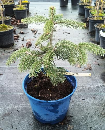 Abies bornmulleriana/Sapin de Bornmuller/Conteneur de 2 à 2.9 litres/Conifère