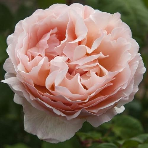 AMDGarden Pianta di Rosa Princesse Charlène de Monaco® Meilland a cespuglio in vaso cm 19 Colore Albicocca Rifiorrente per Esterni