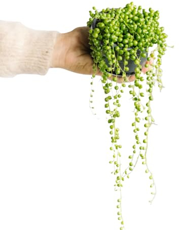 Planta Rosario Suculenta Natural Senecio Rowleyanus Planta Colgante