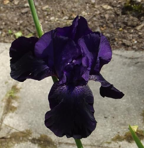 Iriszwiebeln : Iris germanica Bartiris  Black Knight  1 Rhizome