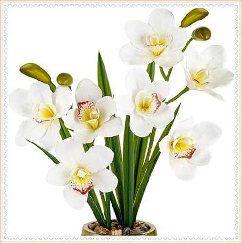 Seltene farbige Cymbidium-Orchidee, winterharte Zwiebel, mehrjährige Blume, Luftreiniger, Garten-Innendekoration, schöne leuchtende Blumen-3 zwiebeln-b