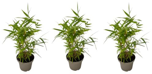 Plant in a Box - Bambou non-traçant - Set de 3 - Fargesia 'Black Dragon' - Hauteur 25-40cm - Pot 13cm - Résistant au Froid - Vert - Noir