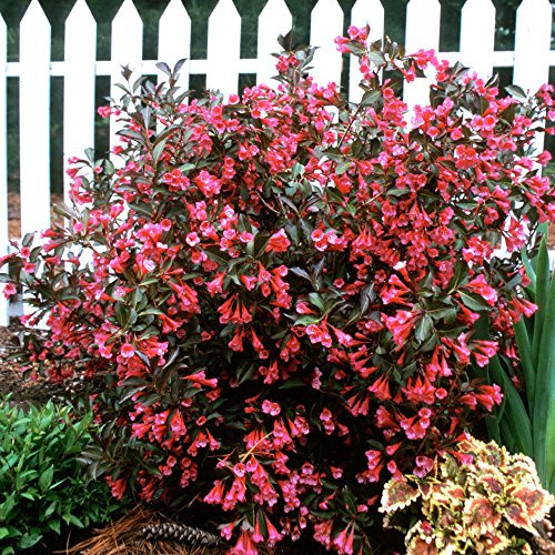 GardenersDream Weigela Florida 'Wine and Roses' Flowering Shrub - Outdoor Garden Ready Hardy Plant - Deciduous Weigela Shrub for Garden (9cm Pot, 15-25cm)