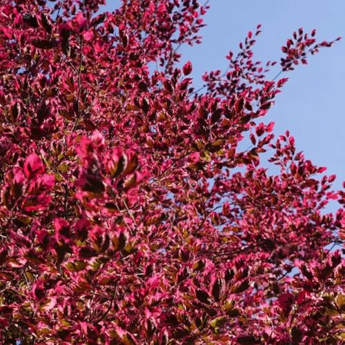 semi di faggio comune, luoghi soleggiati di una siepe faggio rosso da balcone da esterno resistenti giardino resistenti 55pcs