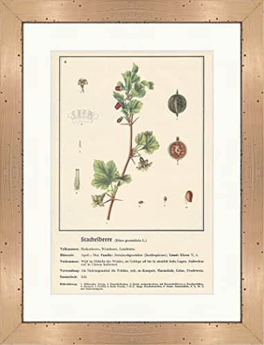 Biller Antik Grosella espinosa Ribis Grossularia L. Pifberry Plantas Medicinales Hierbas Medicinales 115 Enmarcado