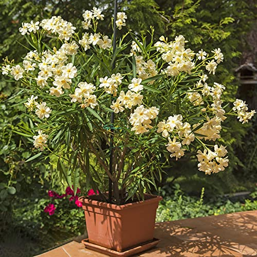 Oleander Winterhart/Oleander Pflanze,Blumensamen,Bonsai Samen Oleander BlüTen Winterharte Pflanzen FüR Garten Balkonpflanzen Schnittblumen Samen-20stüCk(Gelb)