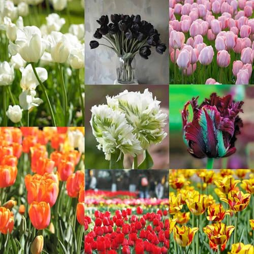 bulbos de tulipán perenne resistente bulbos de tulipán, resistentes resistentes para balcones,balcón 10pcs