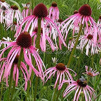 2018 Hot vente Rare 'pluie Pierre' Rose d'échinacée/, 100 graines, un joli Attirer les Papillons améliorer l'environnement E3718
