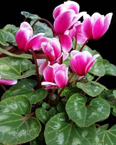 100 graines de fleurs de cyclamen fraîches et neuves