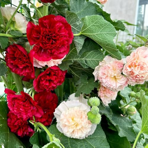 semi di malvarosa, resistente giardino, decorazioni da 1500pcs