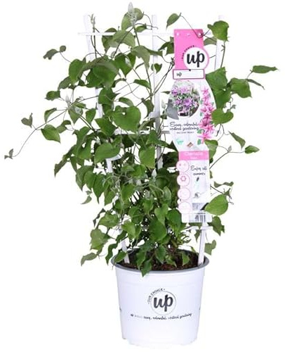 Clemátide Natural Planta Trepadora Perfecta para Decorar tu Hogar