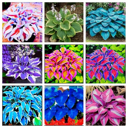 Funkien zwiebeln,Hosta Wurzel,winterharte Blumenzwiebeln,Umwelt verschönern,funkien knollen,funkien rhizome,hosta plant,duftend,hosta pflanze winterhart(große Zwiebeln,ohne Samen)-10zwiebeln-A