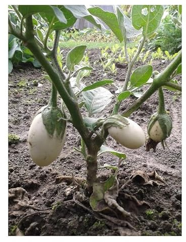 Sachet de graines de Aubergine Blanche Ronde À Oeuf - 1g - Les Graines Bocquet