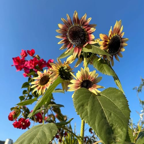 semillas de girasol orgánicas, sombra de girasol de perennes resistentes para el jardín 180pcs