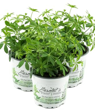 3er Set Waldmeister, Galium odoratum, frische waldmeister Pflanze