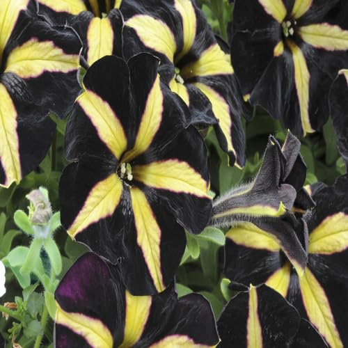 100 piezas de semillas de petunia negras y amarillas