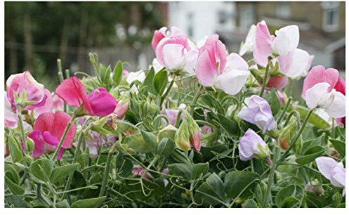 PREMIER SEEDS DIRECT - Sweet Pea - Dwarf - Cupid Mix - 70 Flower Seeds
